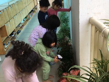 Cùng các bé mẫu giáo lớn A4 giúp cô sắp xếp các chậu hoa cây xanh sau dịp tết.