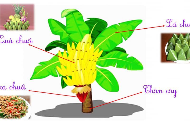 CÂY CHUỐI VÀ CÂY CHANH