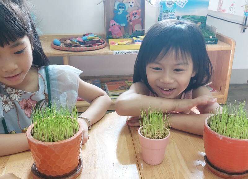Các bé khối mẫu giáo lớn với trải nghiệm gieo thóc trong dự án " Hương cốm mới"