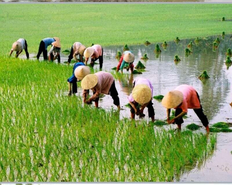 Dạy trẻ tìm hiểu khám phá nghề nông