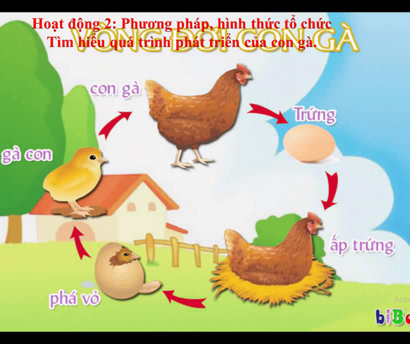 KPKH: Tìm hiểu về quá trình phát triển của gà con