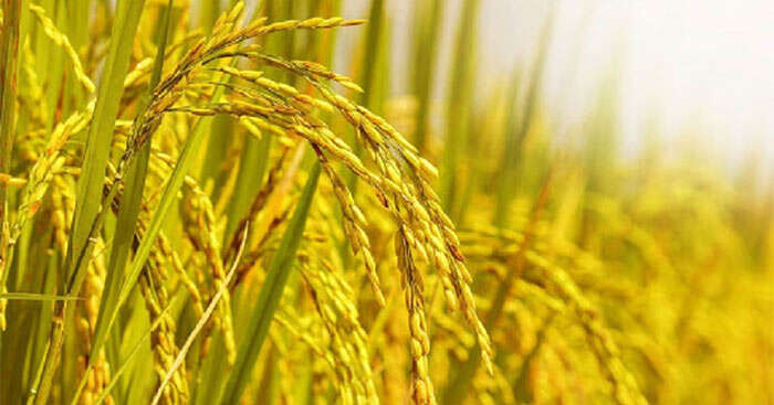 Hoạt động tạo hình: Vẽ theo ý thích về cánh đồng lúa