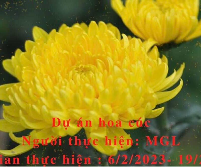 Hoa gì tươi thắm sắc vàng, Cánh dài hoa nở rộn ràng sắc xuân?  Rất nhiều điều thú vị đến từ dự án hoa cúc của các bạn MGL