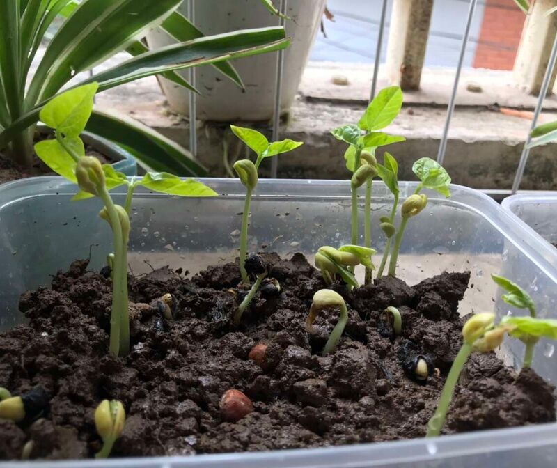 Dự án Rau mầm- MGB