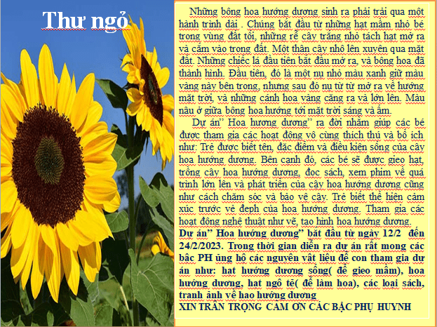 Dự án " Hoa hướng dương" của các bé khối mẫu giáo nhỡ