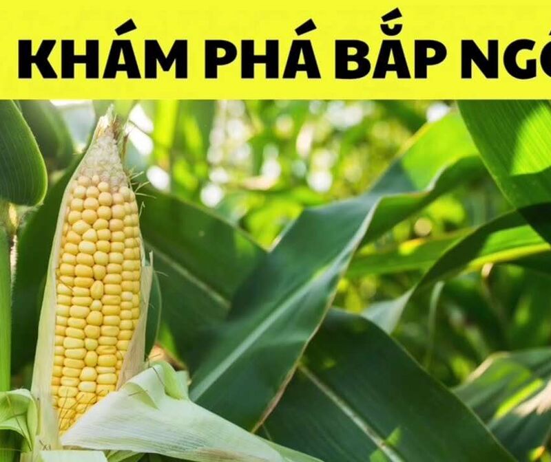 Hoạt động khám phá: Bắp ngô