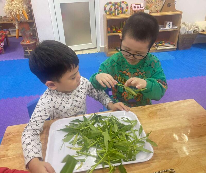 Học sinh khối mẫu giáo lớn tham gia hoạt động " Kỹ năng nhặt rau"