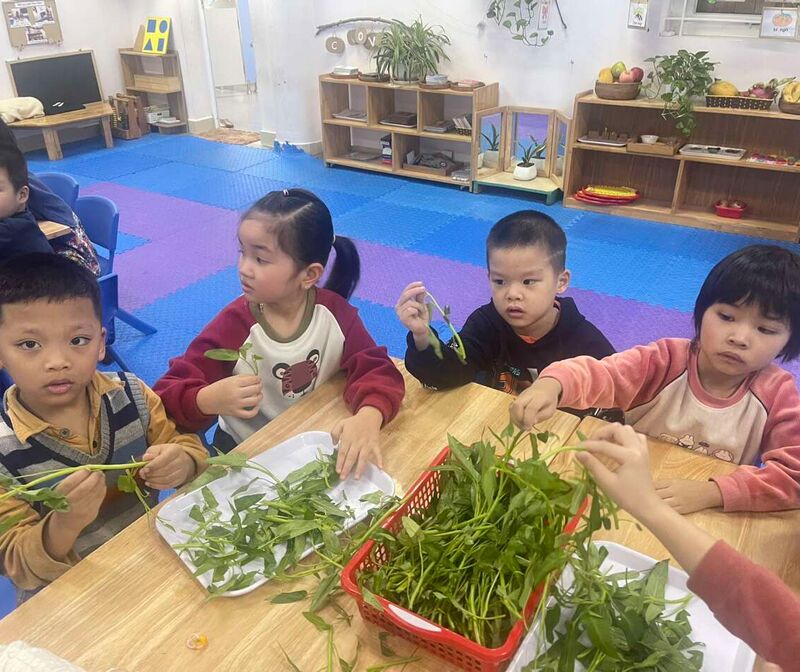 Các bạn học sinh lớp A3 sẽ giúp bà, giúp mẹ nhạt rau ạ