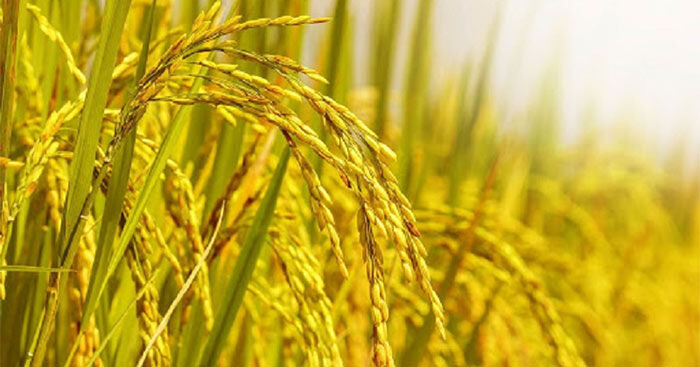 Hoạt động tạo hình: Nặn bông lúa vàng.