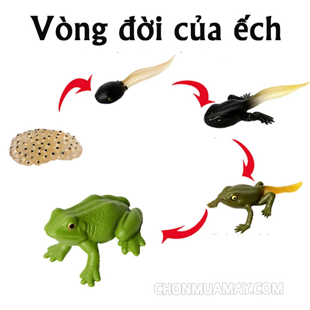 Hoạt động khám phá: Vòng đời của ếch