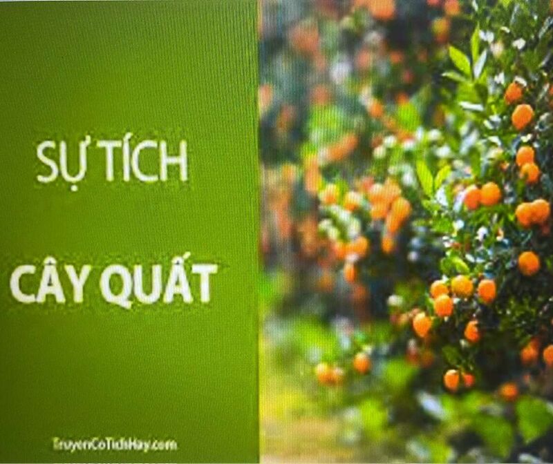 LQVH Truyện: Sự tích cây quất ngày Tết