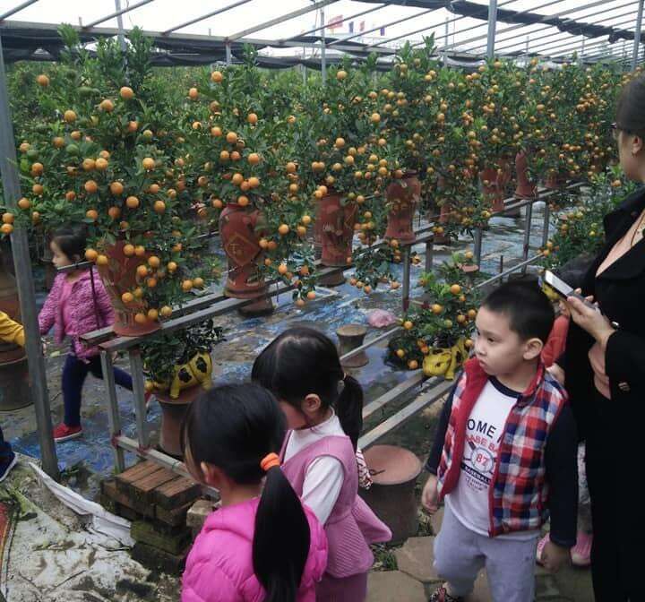 Hoạt động khám phá:  "Thăm quan vườn quất"