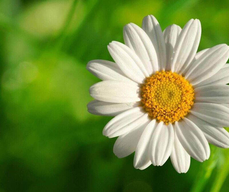 Hoạt động khám phá: Hoa cúc