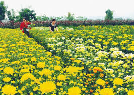 Hoạt động Âm nhạc: NDTT - Nghe hát "Làng lúa làng hoa"