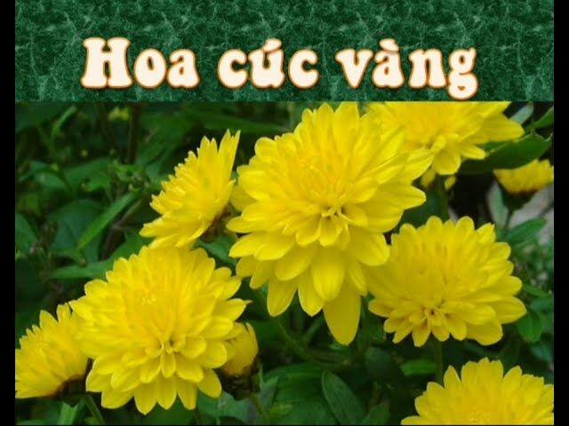 Hoạt động âm nhạc: NDTT:Dạy  hát  bài:  Hoa  cúc  vàng  (  Thy  Mai) NDKH:   Nghe:  Bông  cúc  tươi  vàng  TCÂN:  Giai  điệu  vui