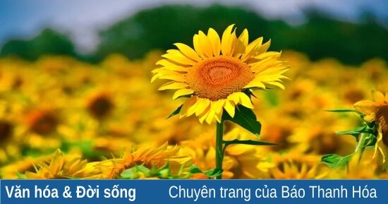 Bài giảng điện tử . Đề tài" Tìm hiểu về hướng dương"