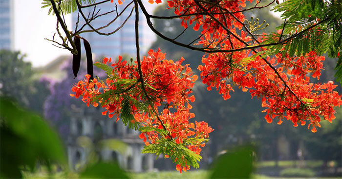 Hoạt động âm nhạc: NDTT: Sử dụng bộ gõ cơ thể minh họa bài hát'Mùa hè đến".