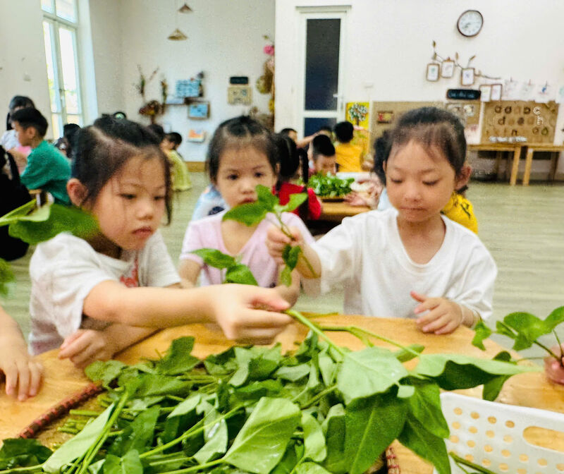 🍀🍀 CÁC BÉ LỚP MẪU GIÁO LỚN VỚI HOẠT ĐỘNG DẠY KỸ NĂNG: NHẶT RAU MUỐNG