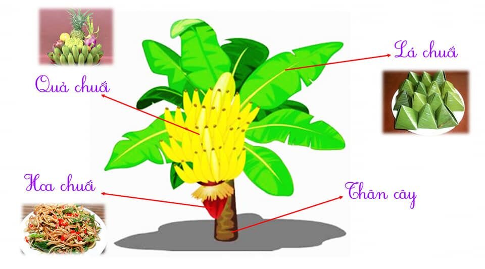 CÂY CHUỐI VÀ CÂY CHANH