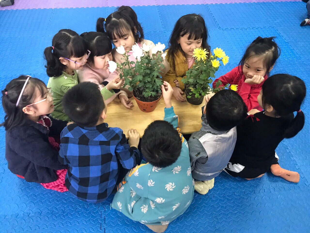 Hoa gì tươi thắm sắc vàng, Cánh dài hoa nở rộn ràng sắc xuân?  Rất nhiều điều thú vị đến từ dự án hoa cúc của các bạn MGL