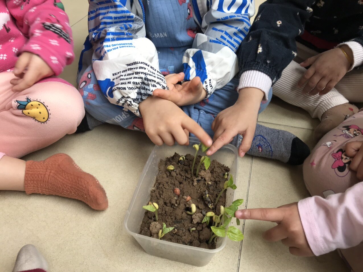 Dự án Rau mầm- MGB