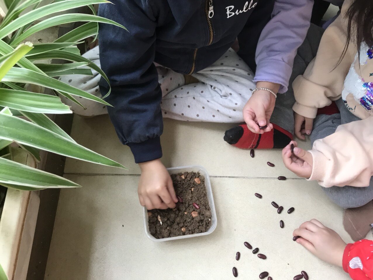 Dự án Rau mầm- MGB