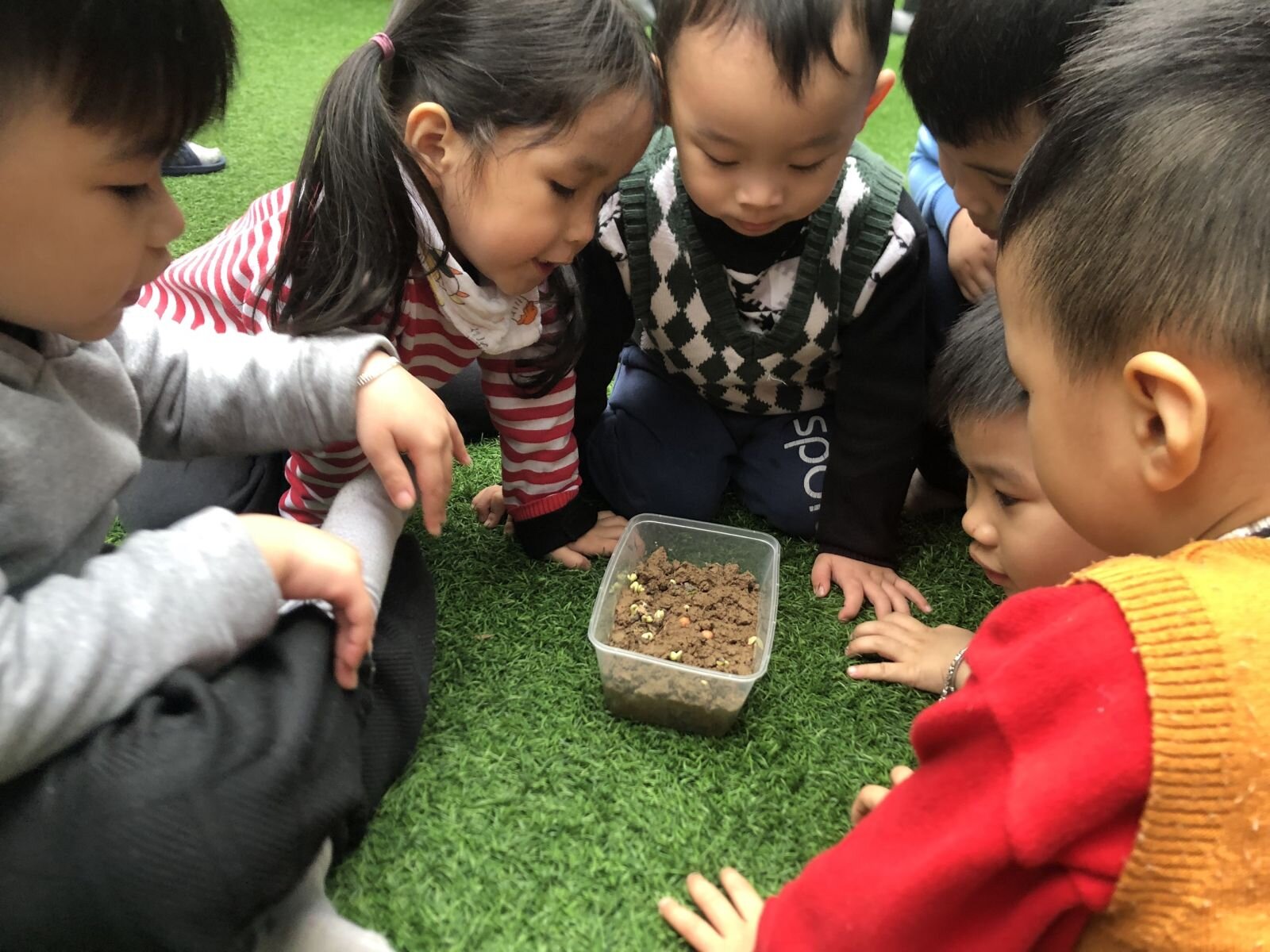 Dự án Rau mầm- MGB