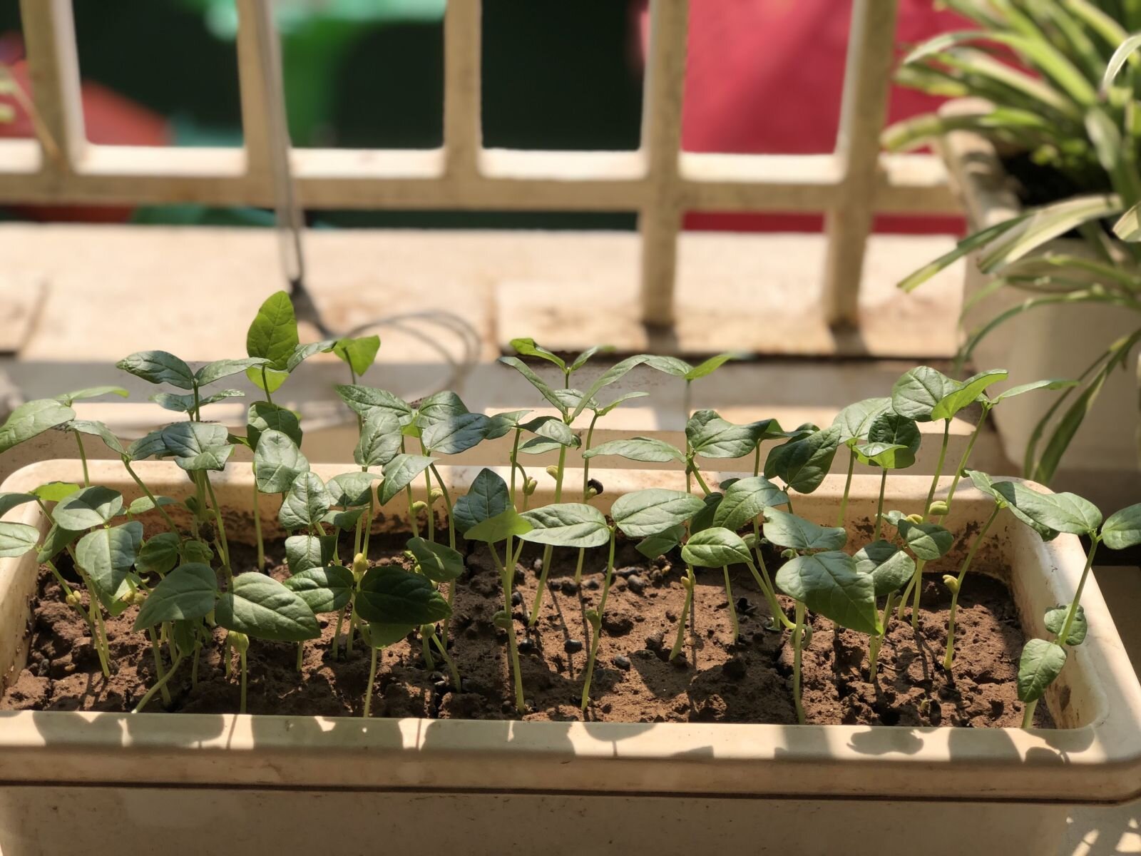 Dự án Rau mầm- MGB