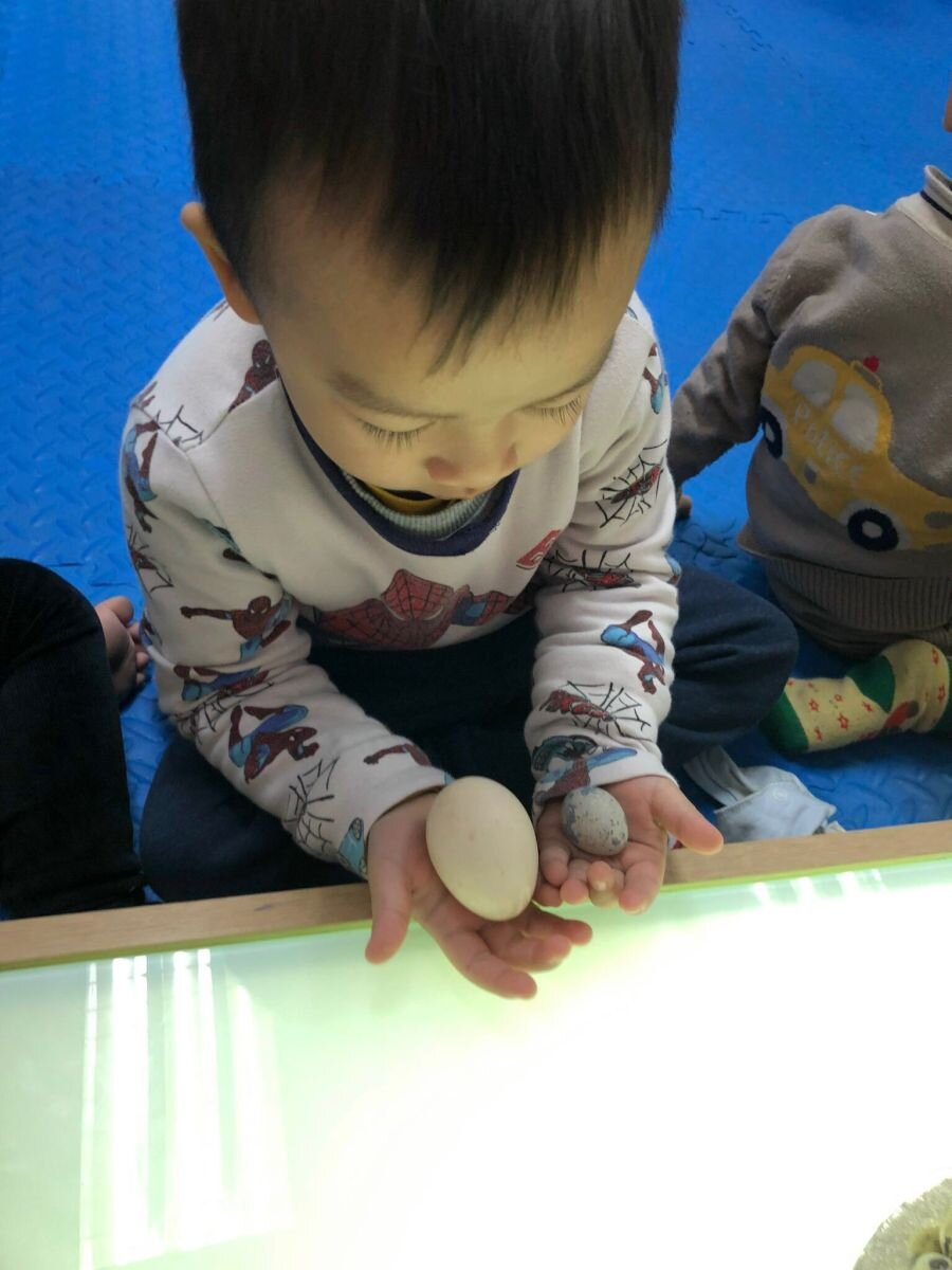 Dự án trứng - Nhà trẻ