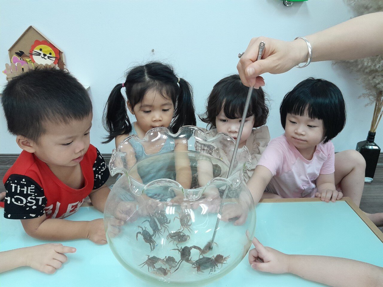 Con cua - Khối nhà trẻ