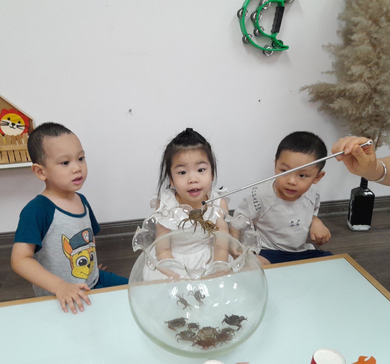 Con cua - Khối nhà trẻ