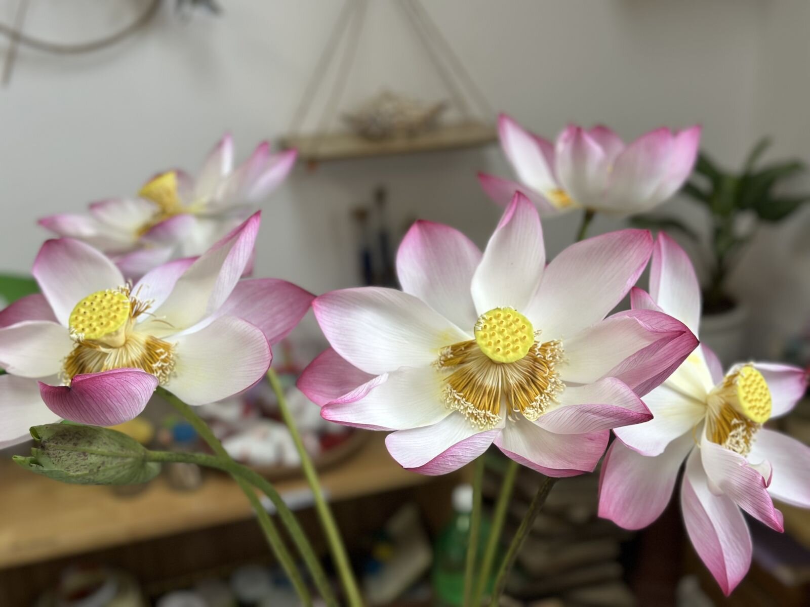 Khám phá Hoa Sen - Khối mẫu giáo nhỡ